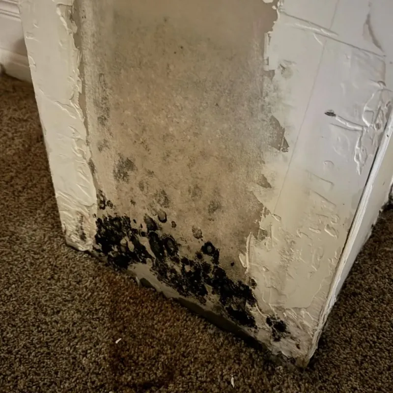 Professional Mold Removal in Bradley, ME
